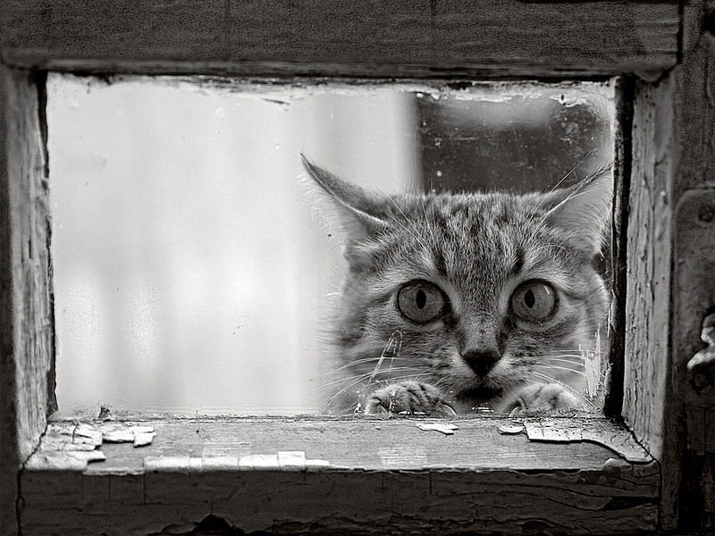peering through the window window, cat, animal, HD wallpaper