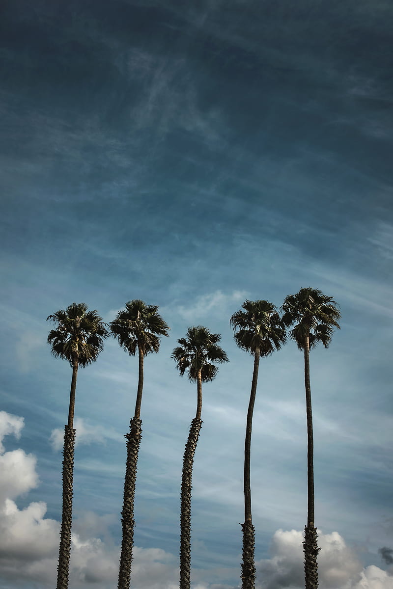 palm trees, sky, clouds, tropics, HD phone wallpaper