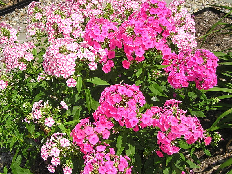 More Summer Phlox, Brecksville, phlox, summer, flowers, BrecksvilleKC, HD wallpaper