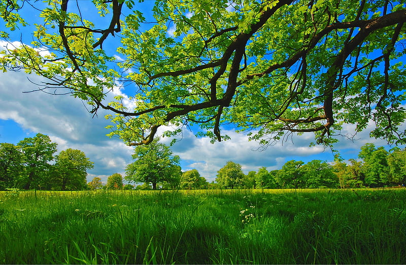 Trees, Tree, Cloud, Grass, Greenery, Meadow, Summer, HD wallpaper