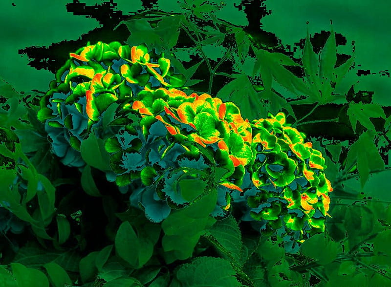 Hortensia, flor, bonita, verde, Fondo de pantalla HD | Peakpx