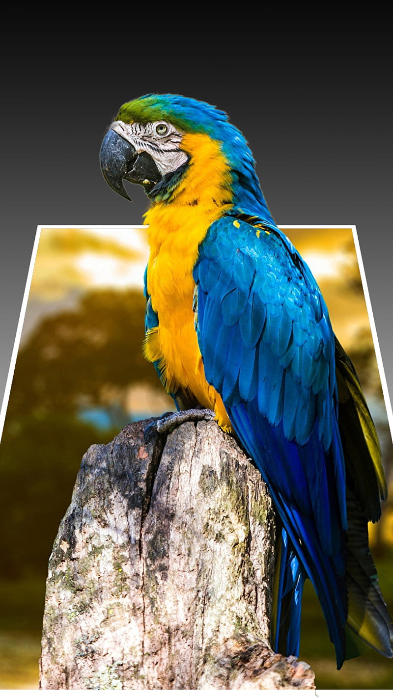 3D Parrot, animals, nature, HD phone wallpaper | Peakpx