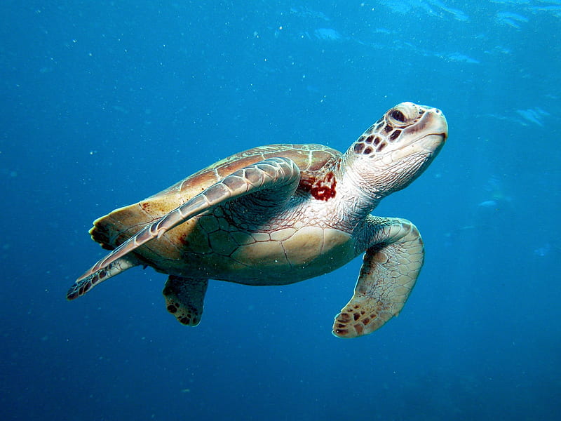 Green Sea Turtle in Ocean, Sea, Oceans, Turtles, Animals, Nature, HD wallpaper