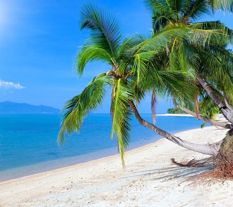 Tropical Beach, ft, qs, HD wallpaper | Peakpx