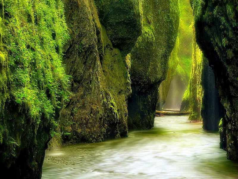Oneonta Gorge, basalt walls, Oregon, bonito, woodland plants, canyon, green, ferns, moss, river, lichen, falls, HD wallpaper