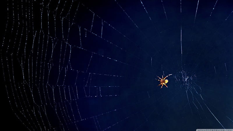•Web•, abstract, spider, spider web, graphy, web, wild, wildlife, nature, animals, insects, HD wallpaper