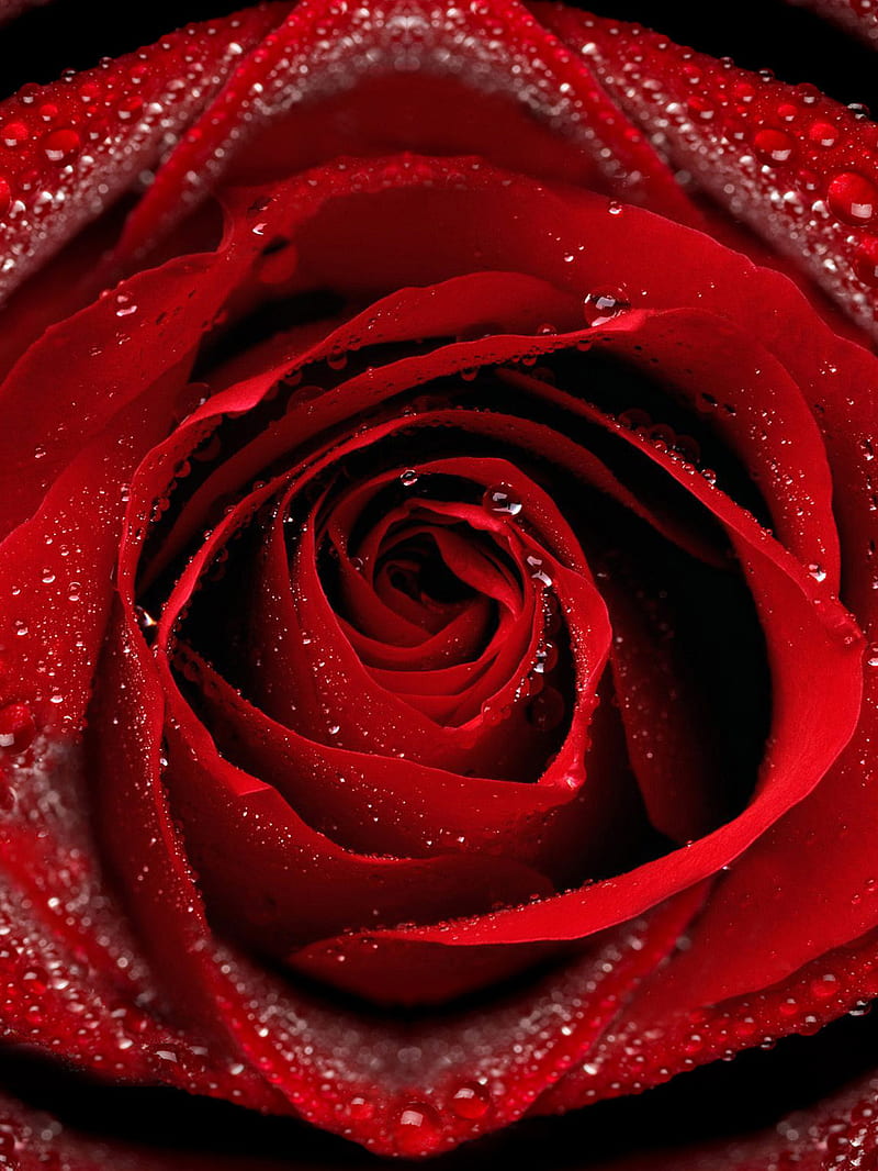 Rose, flowers, red, HD phone wallpaper | Peakpx