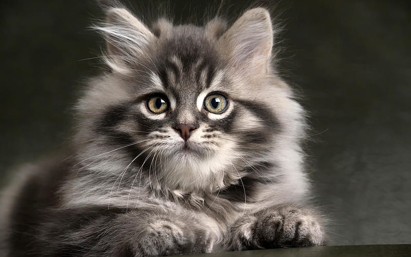 Persian Cat, close-up, gray cat, kitten, fluffy cat, cats, domestic cats, pets, Persian, HD wallpaper