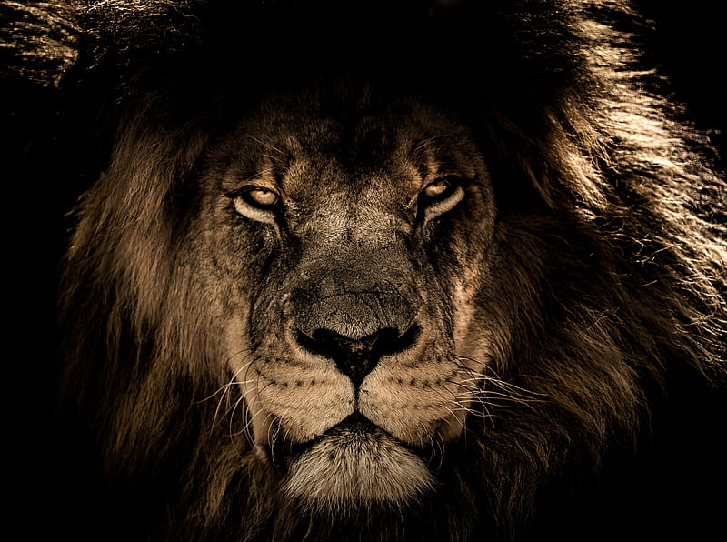 African Lion Face Closeup , lion, animals, HD wallpaper