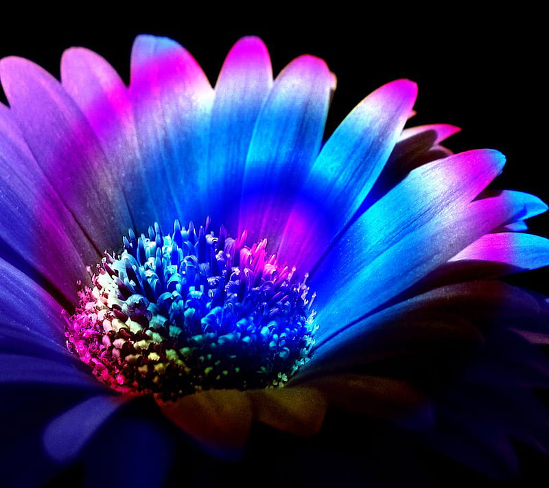 Beautiful Flower, HD wallpaper