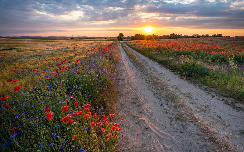 Path to Sunset, sunset, fields, road, poppies, path, Poland, HD wallpaper