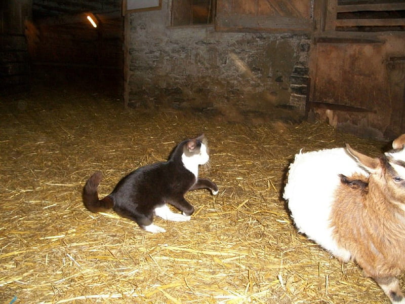 A barn cat wit a goat 2, cat, hay, goat, barn, HD wallpaper