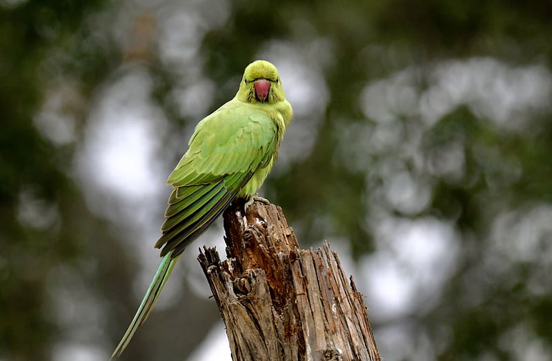 5 Fun Facts About Indian Ringneck Parakeets