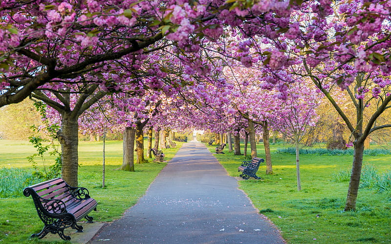 Spring park, Trees, Flowers, Bench, Sakura, HD wallpaper
