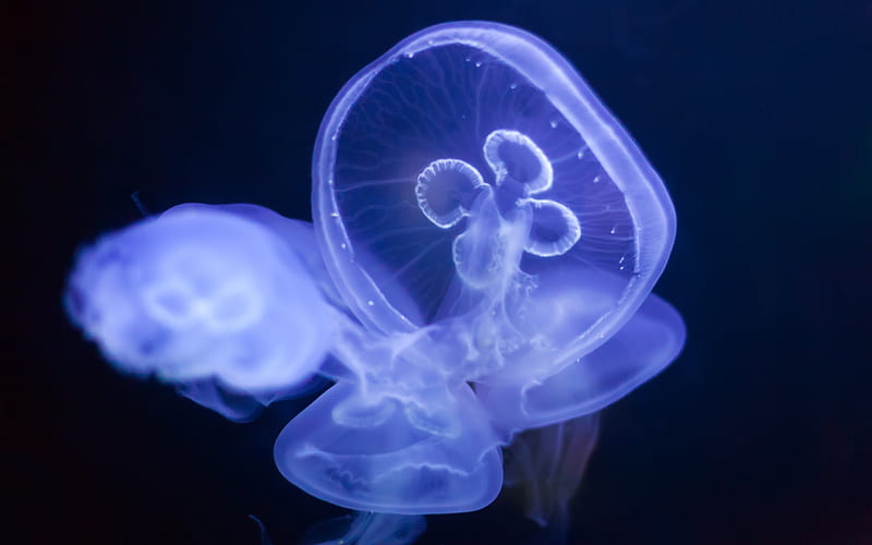 blue jellyfish, underwater world, depth, ocean, luminous jellyfish, Medusozoa, HD wallpaper