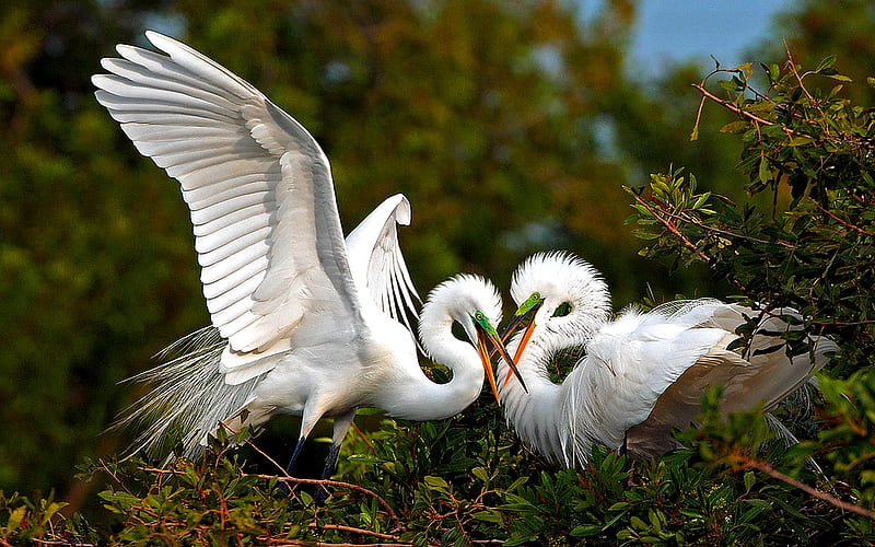 GREAT EGRETS, two, wing span, birds, white, egrets, HD wallpaper