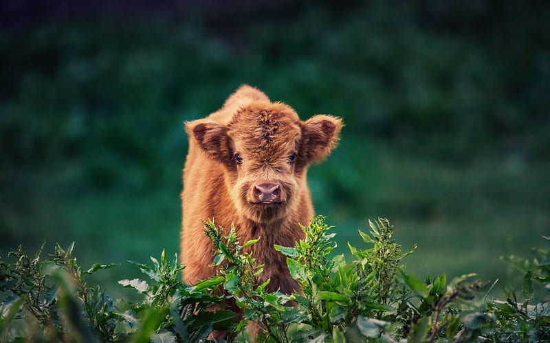 small brown calf, farm, cute animals, green grass, field, small cow, HD wallpaper