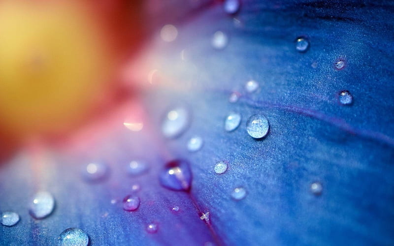 droplet surface petals plant flower-Macro, HD wallpaper