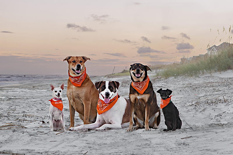 Beach gang :), pretty, lovely, bonito, animal, sweet, cute, puppys, animals, dogs, puppy, dog, HD wallpaper