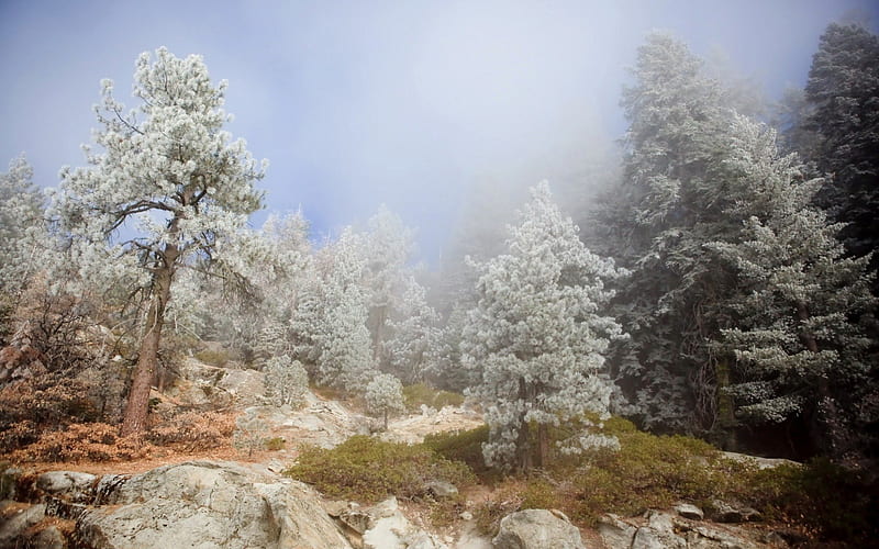 magical silver forest on a rocky, foggy hill, forest, rocks, hill, silver, fog, HD wallpaper