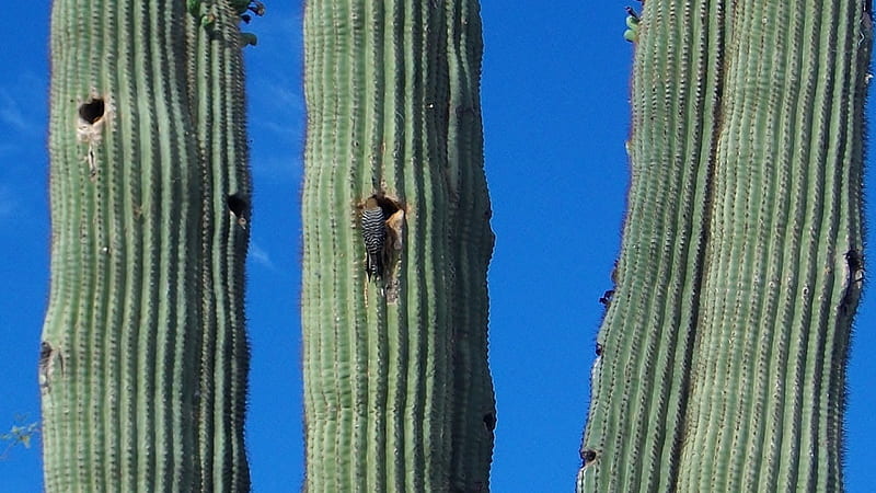 Desert Woodpecker and Saguaro, Desert, Cactus, Woodpecker, Saguaro, Birds, HD wallpaper