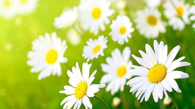 Morning daises, margarita, flower, summer, nature, daisy, HD wallpaper