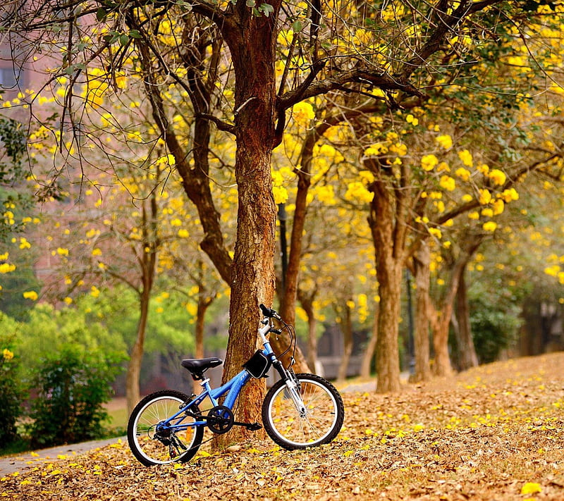 Bicycle Leaves, autumn, bike, HD wallpaper