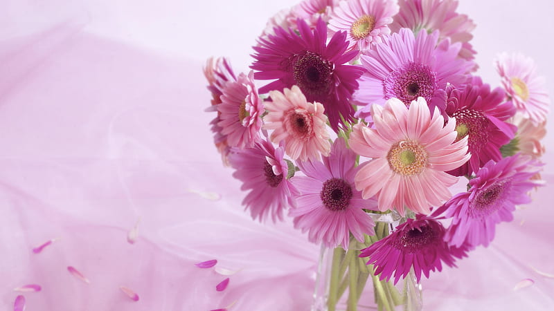 Gerbera Daisy Arrangement, red, nice, love, flower, gerbera, arrangement, daisy, HD wallpaper