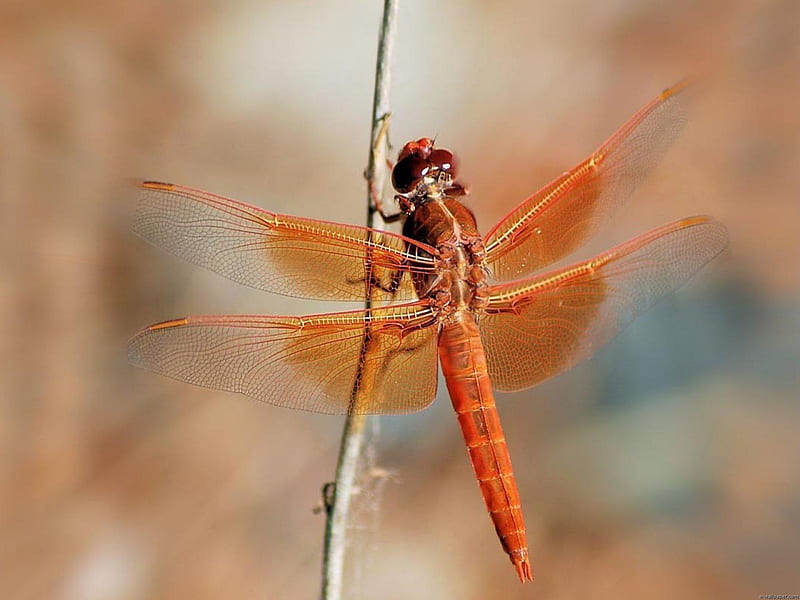 Dragonfly, red, fly, animals, insects, HD wallpaper