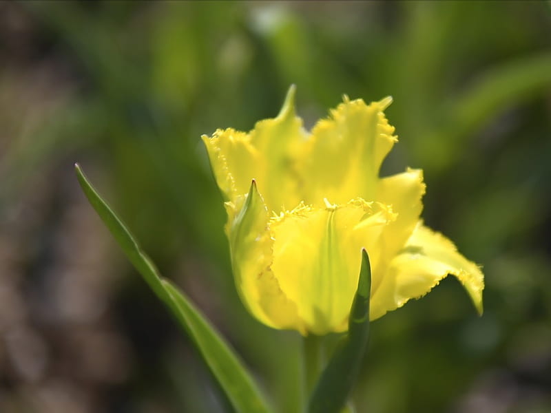 Single Tulip- Vivid Yellow Tulip, HD wallpaper