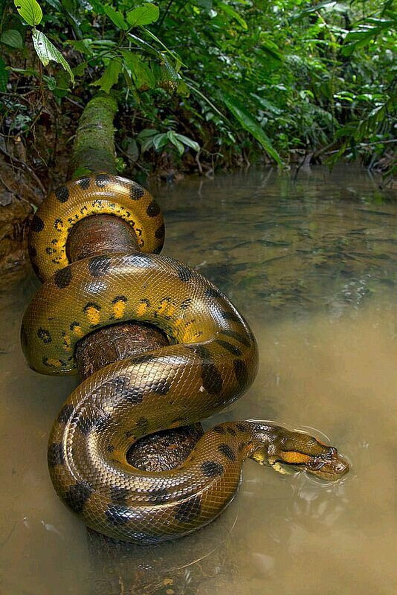 Anaconda Snake, HD phone wallpaper Peakpx