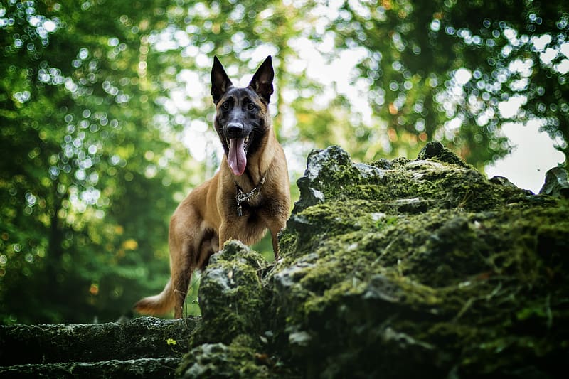 Dogs, Dog, Animal, Bokeh, German Shepherd, Belgian Shepherd, Malinois, HD wallpaper