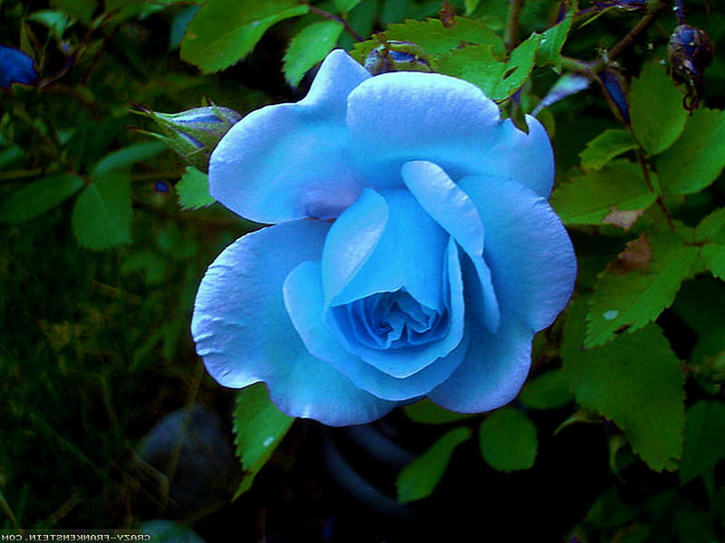 natural blue rose