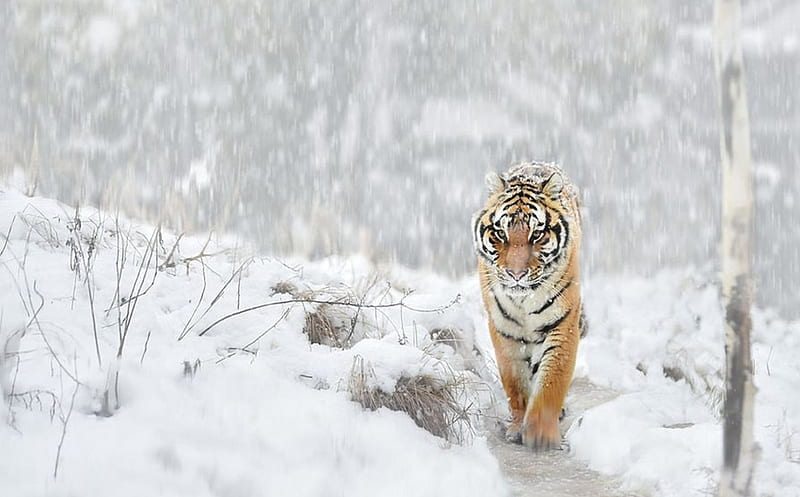 Tigers, siberian tigers, snow, winter, animals, HD wallpaper