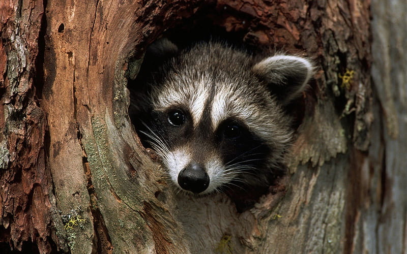 Raccoon, hollow, tree, nest, HD wallpaper