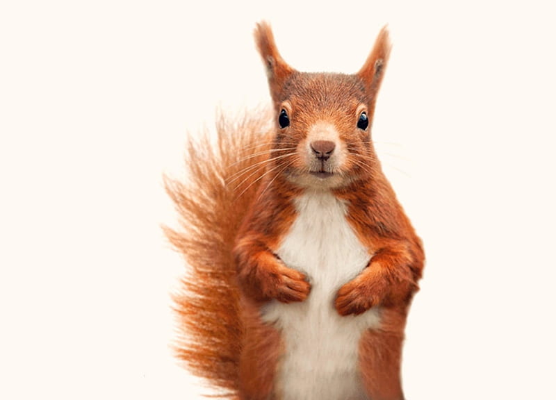 Squirrel, cute, red, white, animal, HD wallpaper