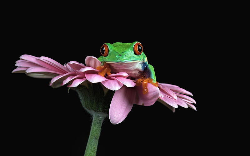 Frogs, black background, flower, mammals, animals, HD wallpaper