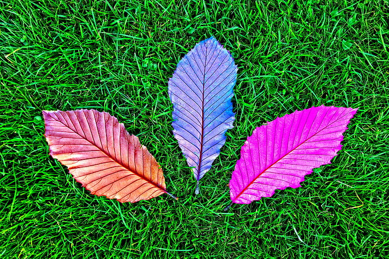 Grass Fallen Colorful Leaves , leaves, grass, nature, graphy, colorful, HD wallpaper