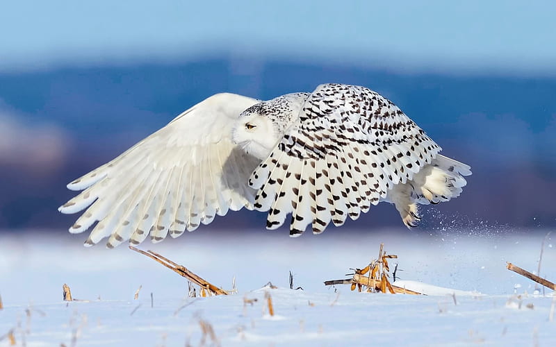 snowy owl, snow, winter, flight, white bird, beautiful bird, HD wallpaper