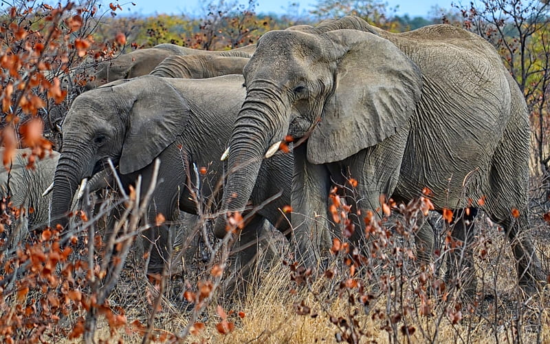 Elephant Herd in Fall, Fall Season, Elephants, Wildlife, Herds, Animals, HD wallpaper