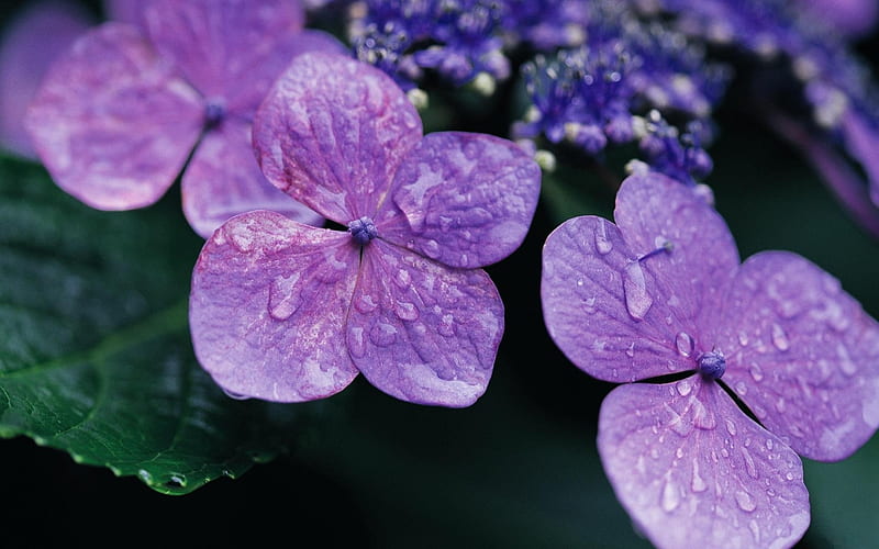 violet lilac drops surface-Flowers Macro, HD wallpaper