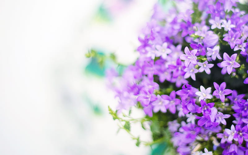 Purple flowers petals spring, HD wallpaper