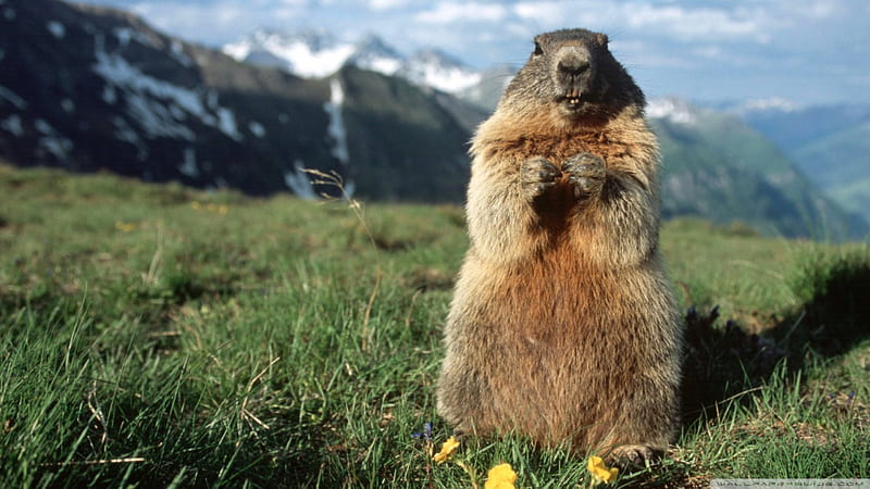 alpine marmot, mountain, grass, alpine, marmot, HD wallpaper