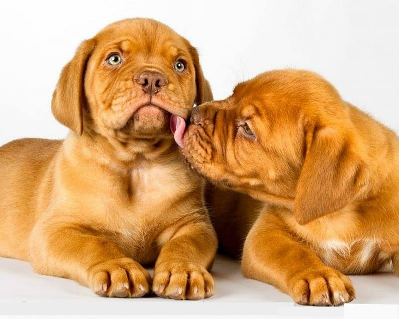 dogue de bordeaux puppies, cute, pet, puppies, dogue de bordeaux, dog, HD wallpaper