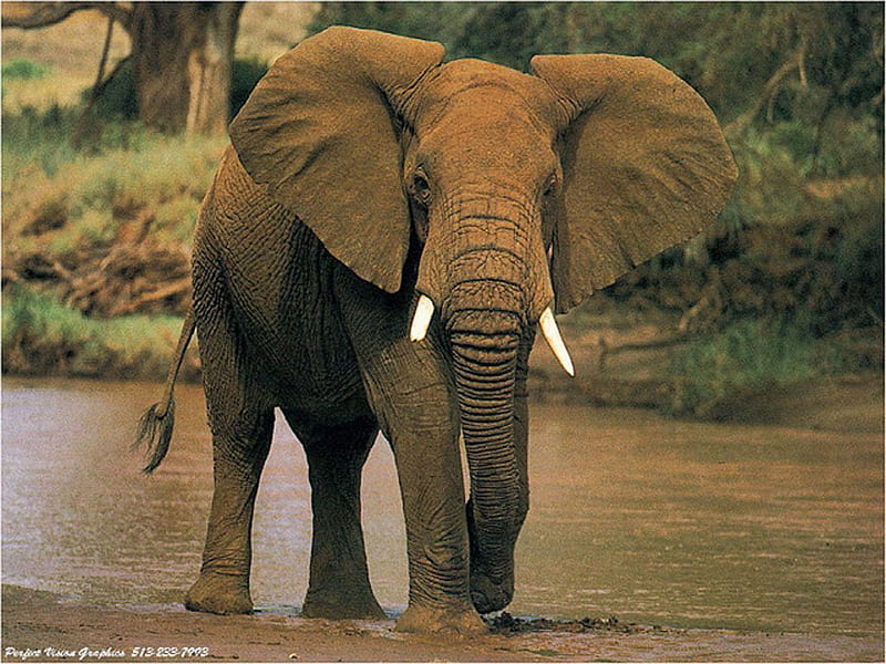 This is my water hole dude., water, tusks, elephant, african, HD wallpaper
