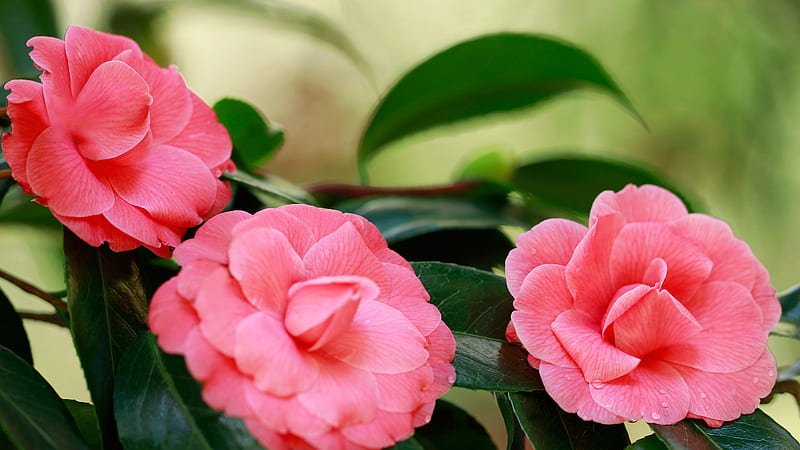 Camellia, HD wallpaper