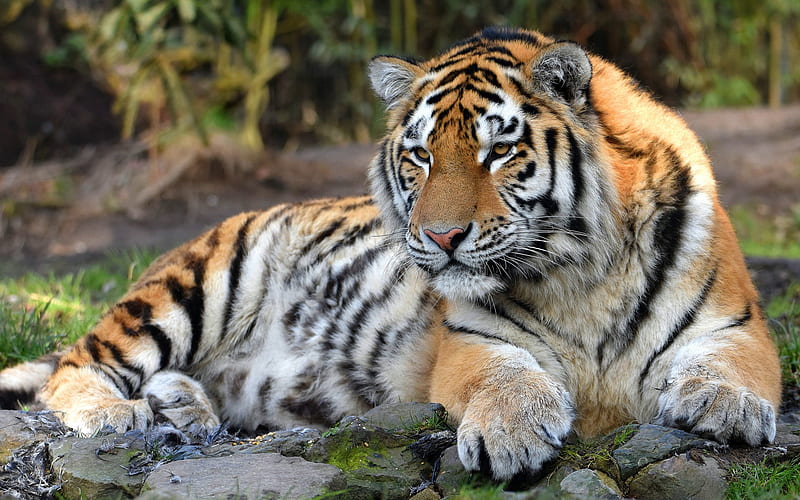 tiger, predator, wildlife, wild cat, dangerous animals, forest, tigers, HD wallpaper