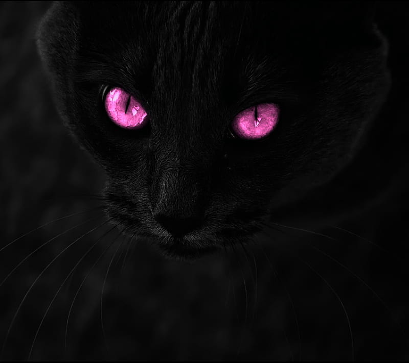 Cat Eyes, 929, black, dark, halloween, panther, pink, pretty, trista hogue, HD wallpaper