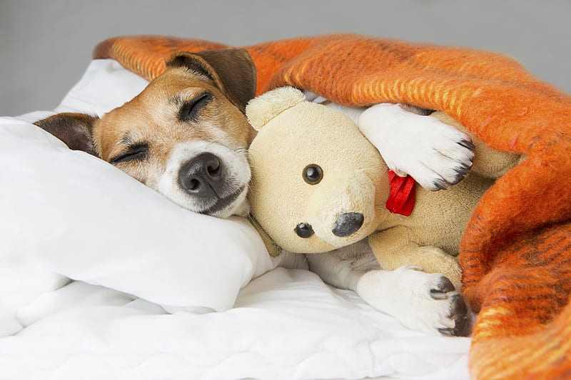 :), sleep, orange, toy, caine, animal, cute, teddy bear, puppy, dog, HD wallpaper