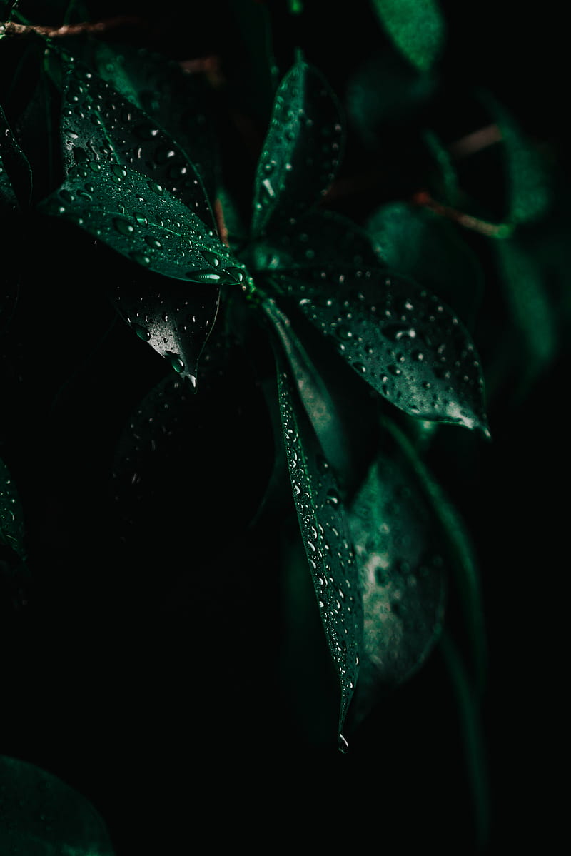 leaves, drops, wet, macro, green, darkness, HD phone wallpaper